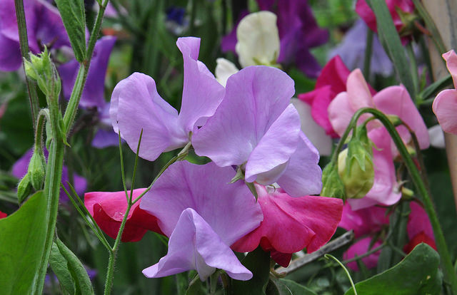 14331641557_c11242a250_z